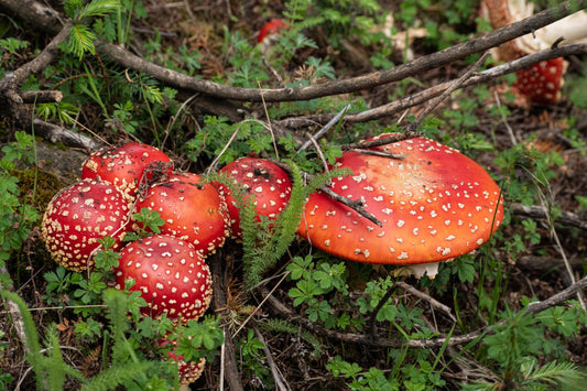 What are Amanita Muscaria Mushrooms? The Comprehensive Guide You Need!