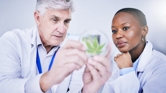 Exploring THC-B Cannabis