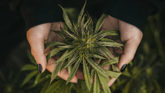 THC Flower or CBD Flower