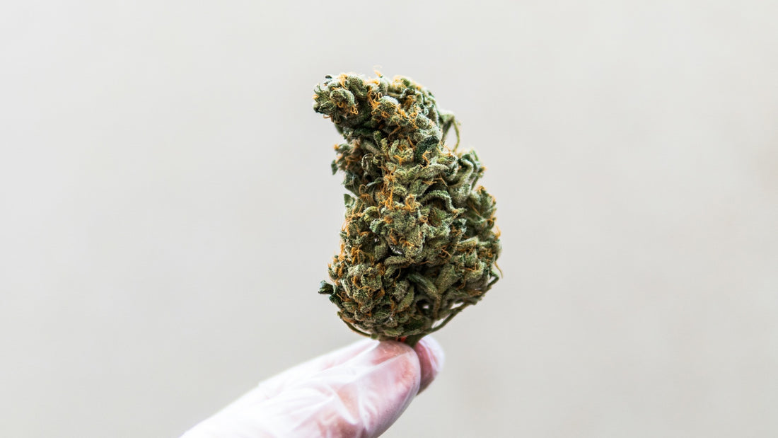 What is THCA Flower