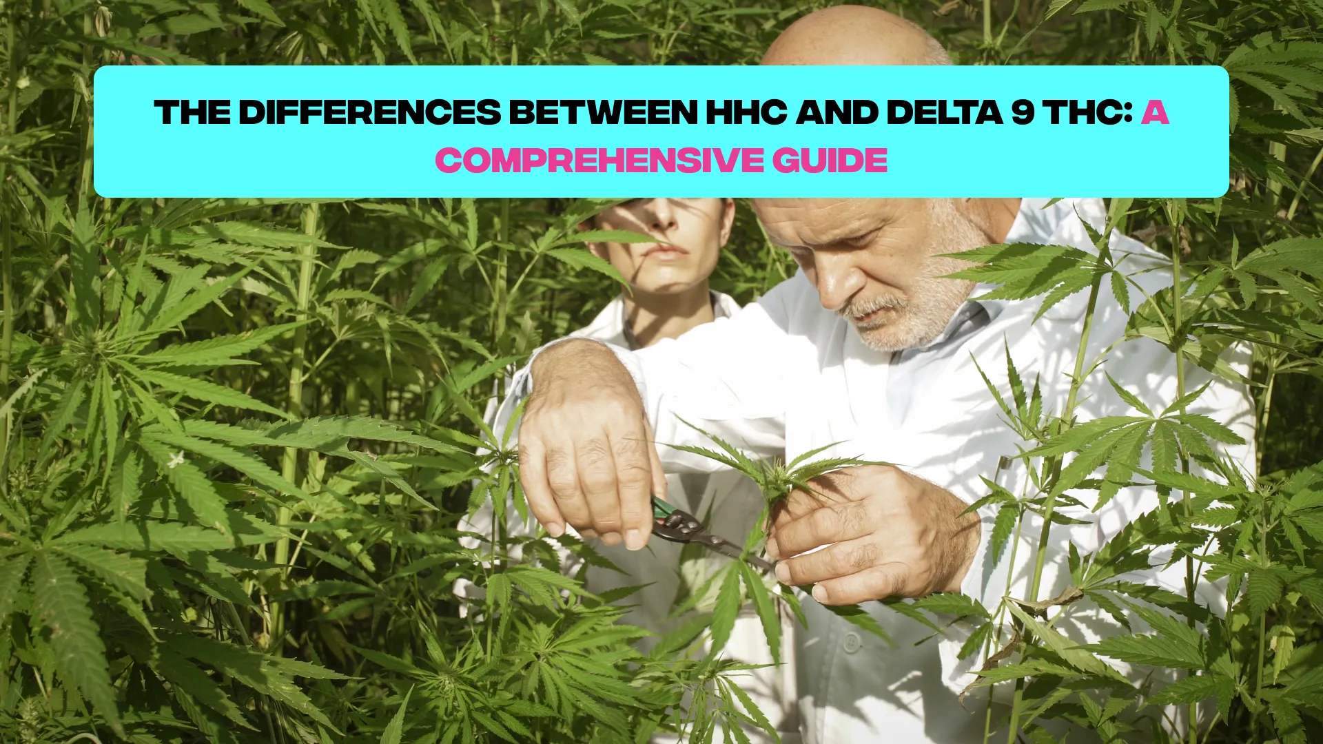 HHC and Delta 9 THC