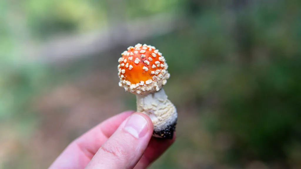 Amanita Mushrooms