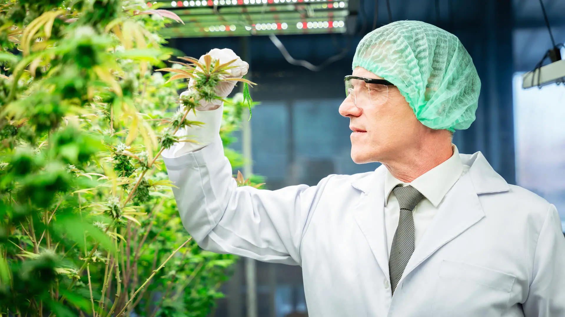 CBD Vs CBG Vs CBN