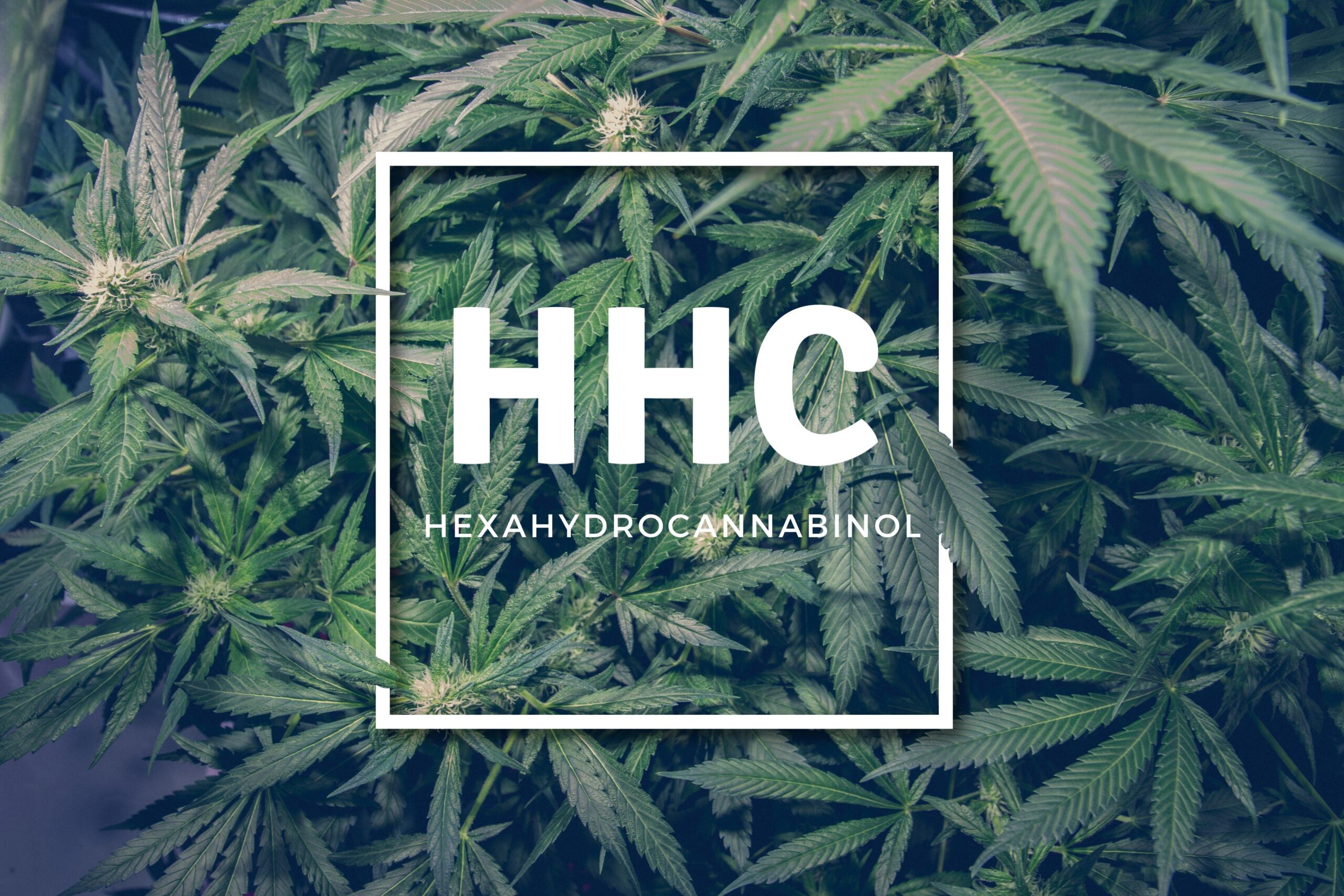 What is HHC?