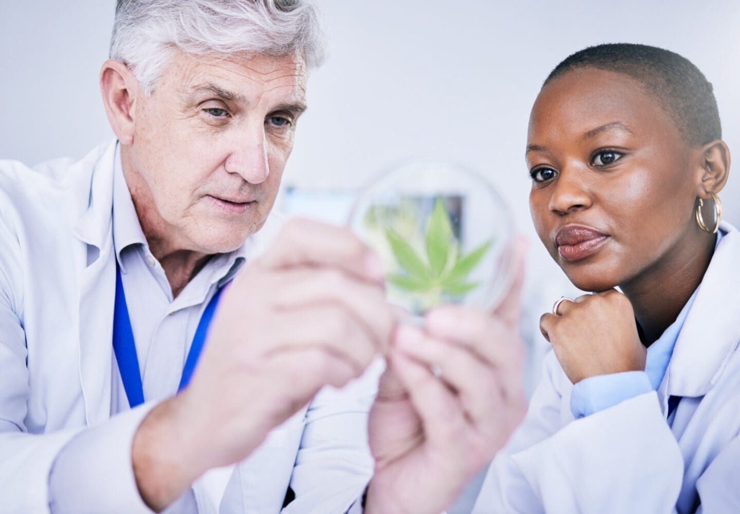Exploring THC-B Cannabis