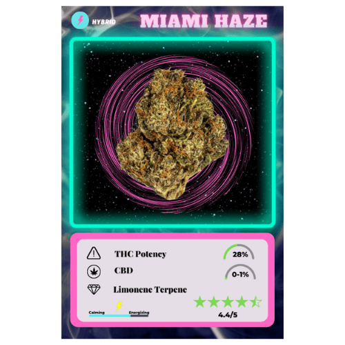 Miami Haze Strain