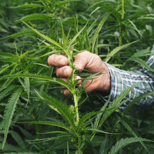 What is THC-V? What You Need To Know