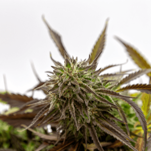 What is THC-V?