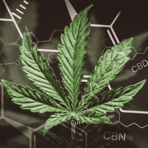 What is the difference between CBD and CBG?