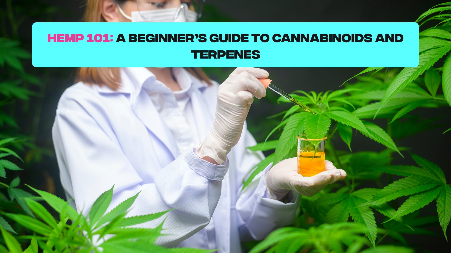 Hemp 101: A Beginner’s Guide to Cannabinoids and Terpenes