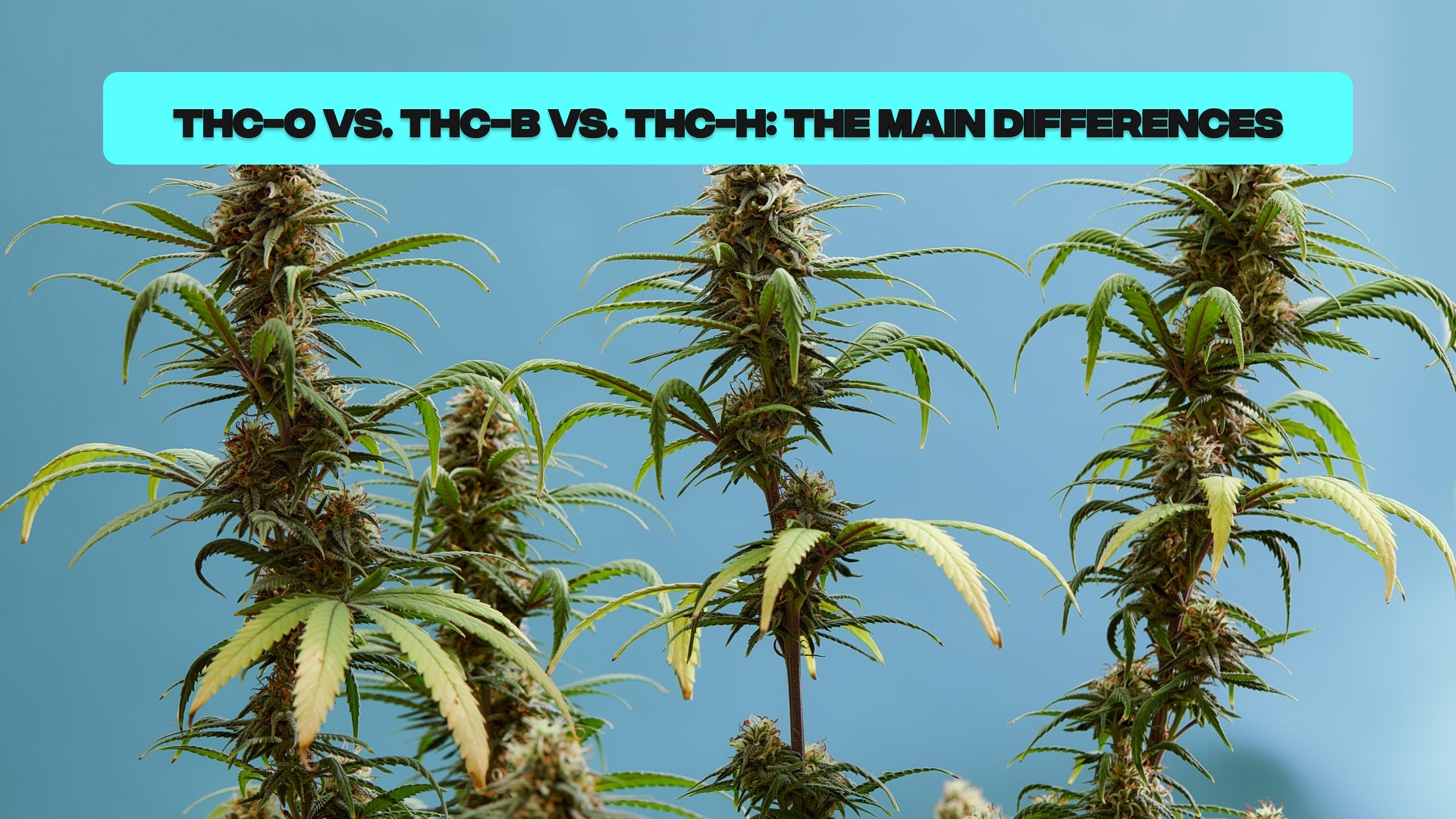 THC-O vs. THC-B vs. THC-H: The Main Differences