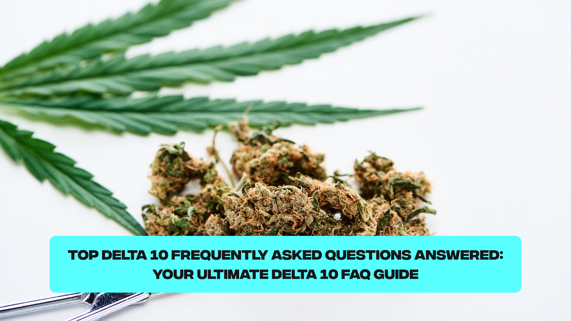 Delta 10 THC FAQs