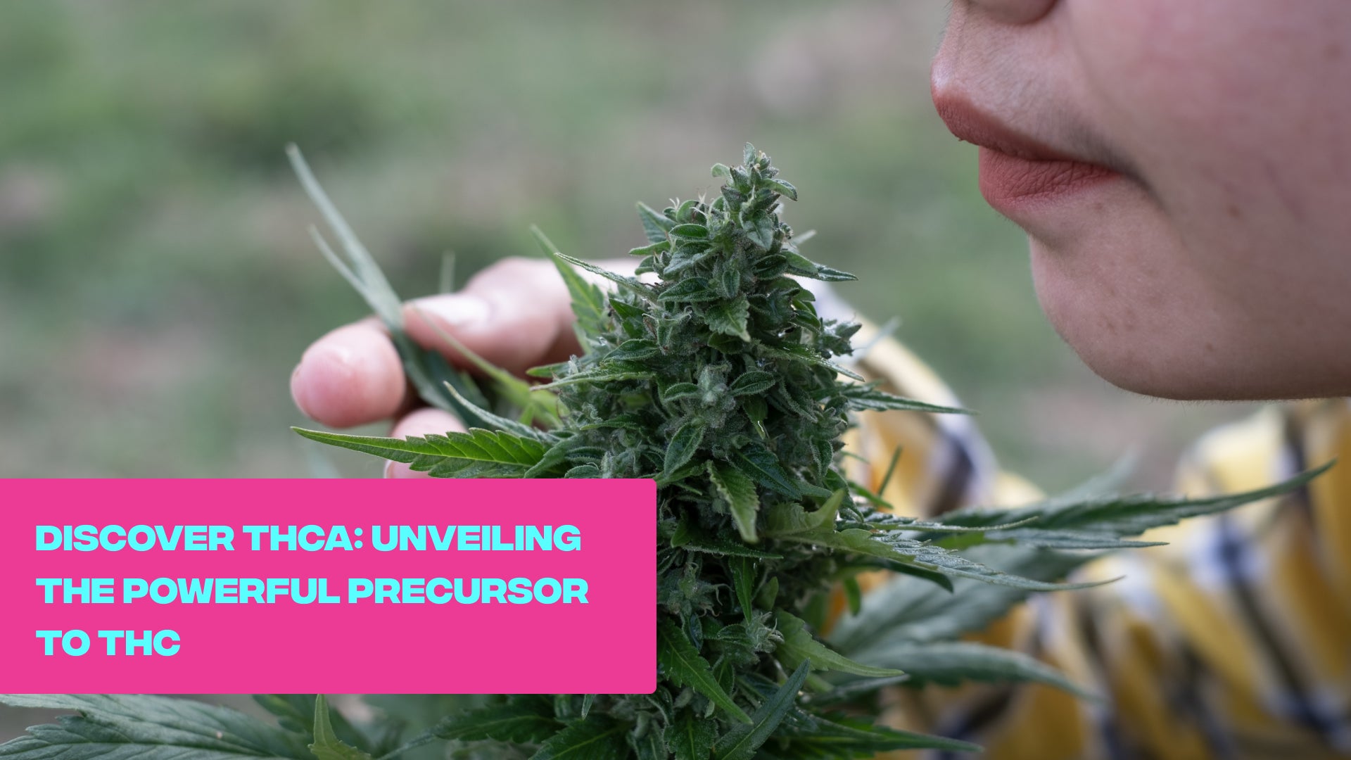 Discover THCA: Unveiling the Powerful Precursor to THC