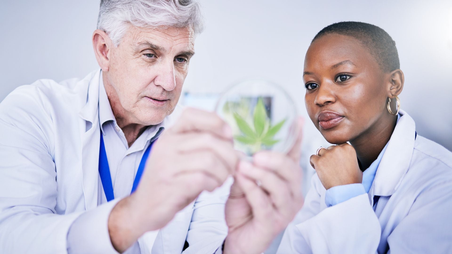 PHC Cannabinoid: Everything You Need To Know About This Rising Star