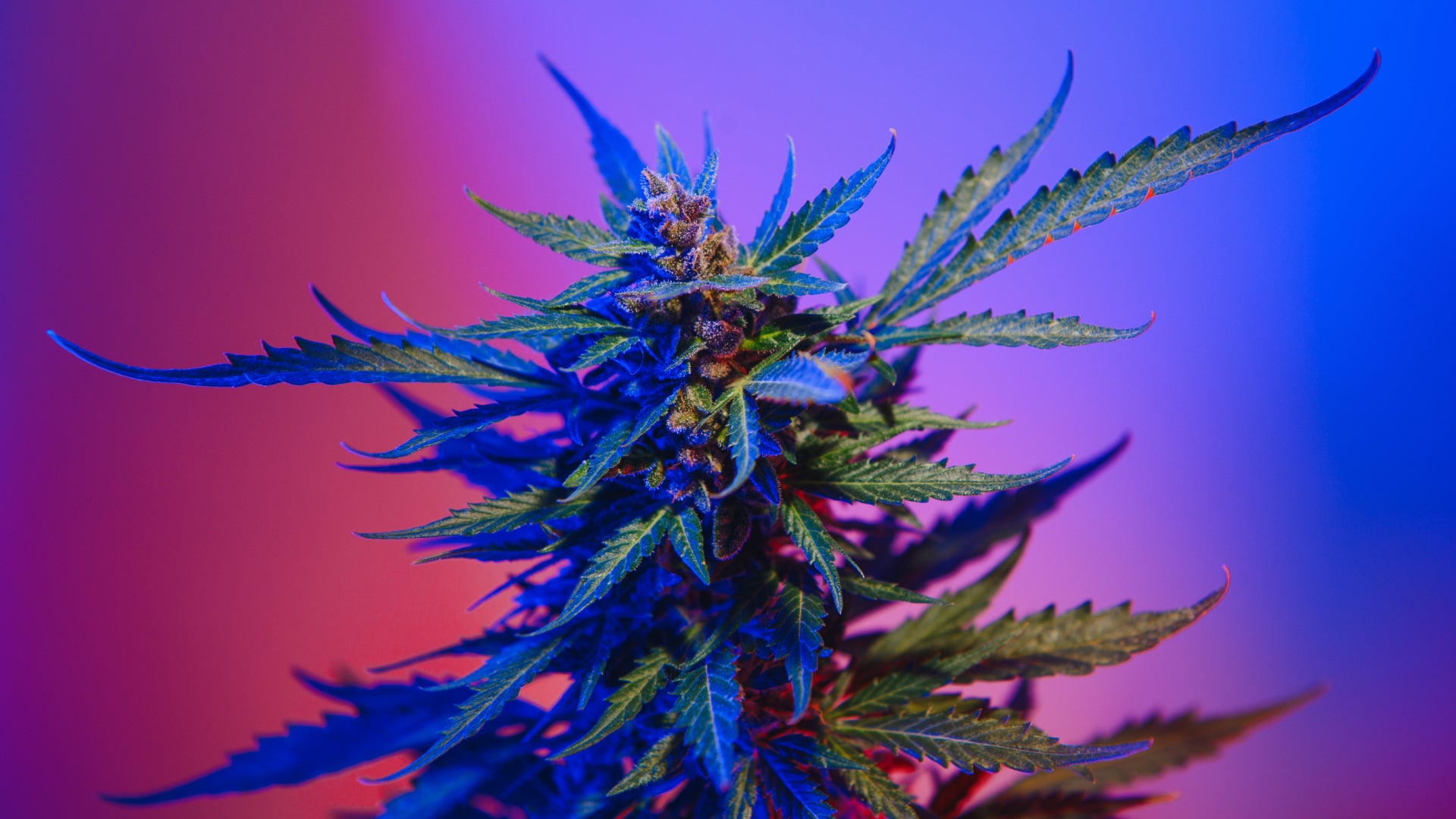 Exploring Delta 8 THC and THCO: Unveiling the Contrasts and Benefits