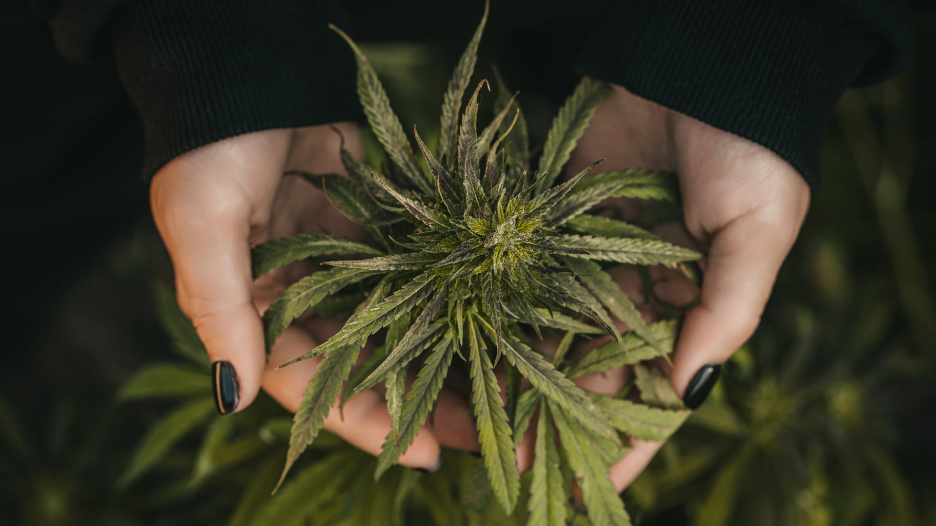 THC Flower or CBD Flower: Making the Right Choice for Your Needs