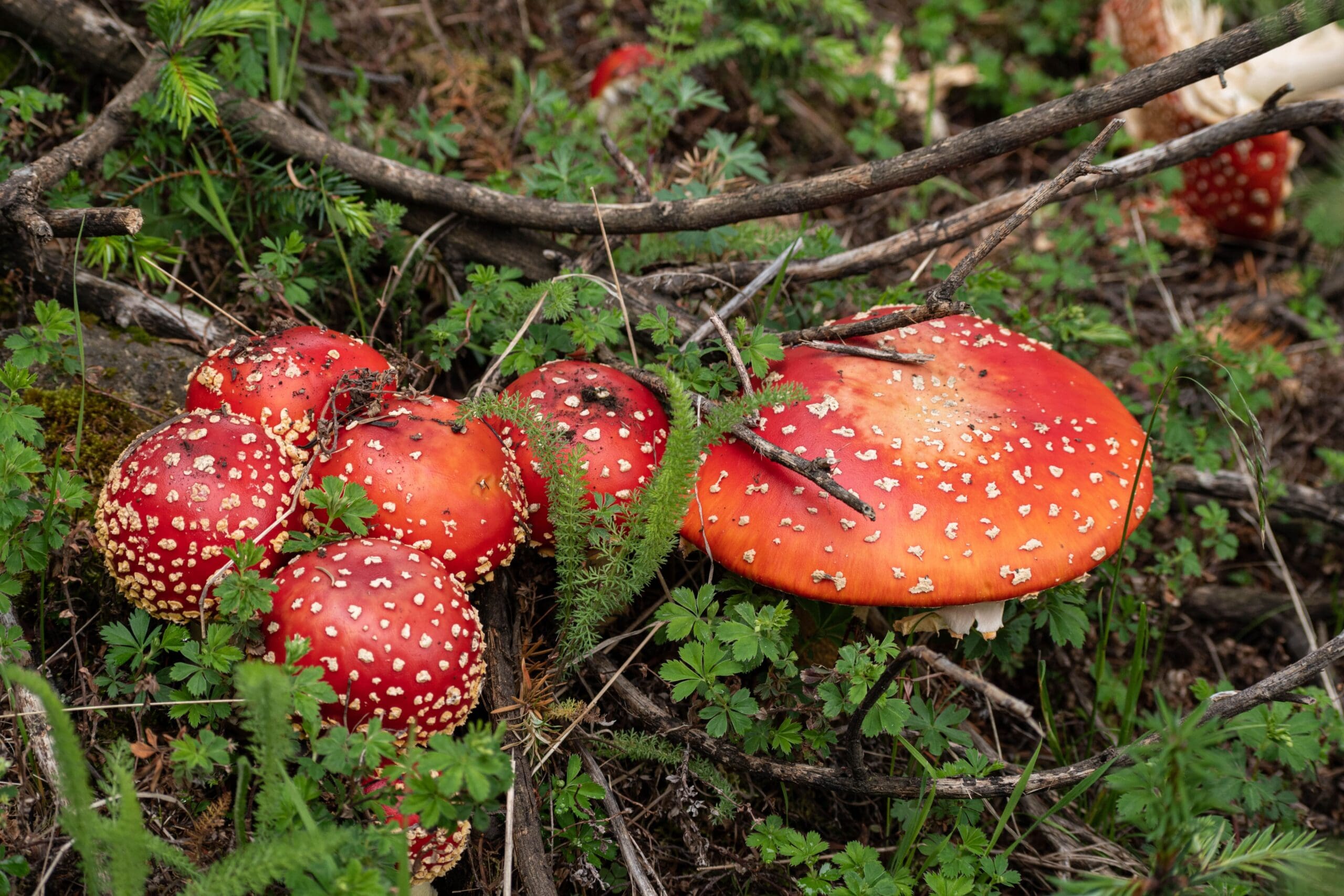 What are Amanita Muscaria Mushrooms? The Comprehensive Guide You Need!