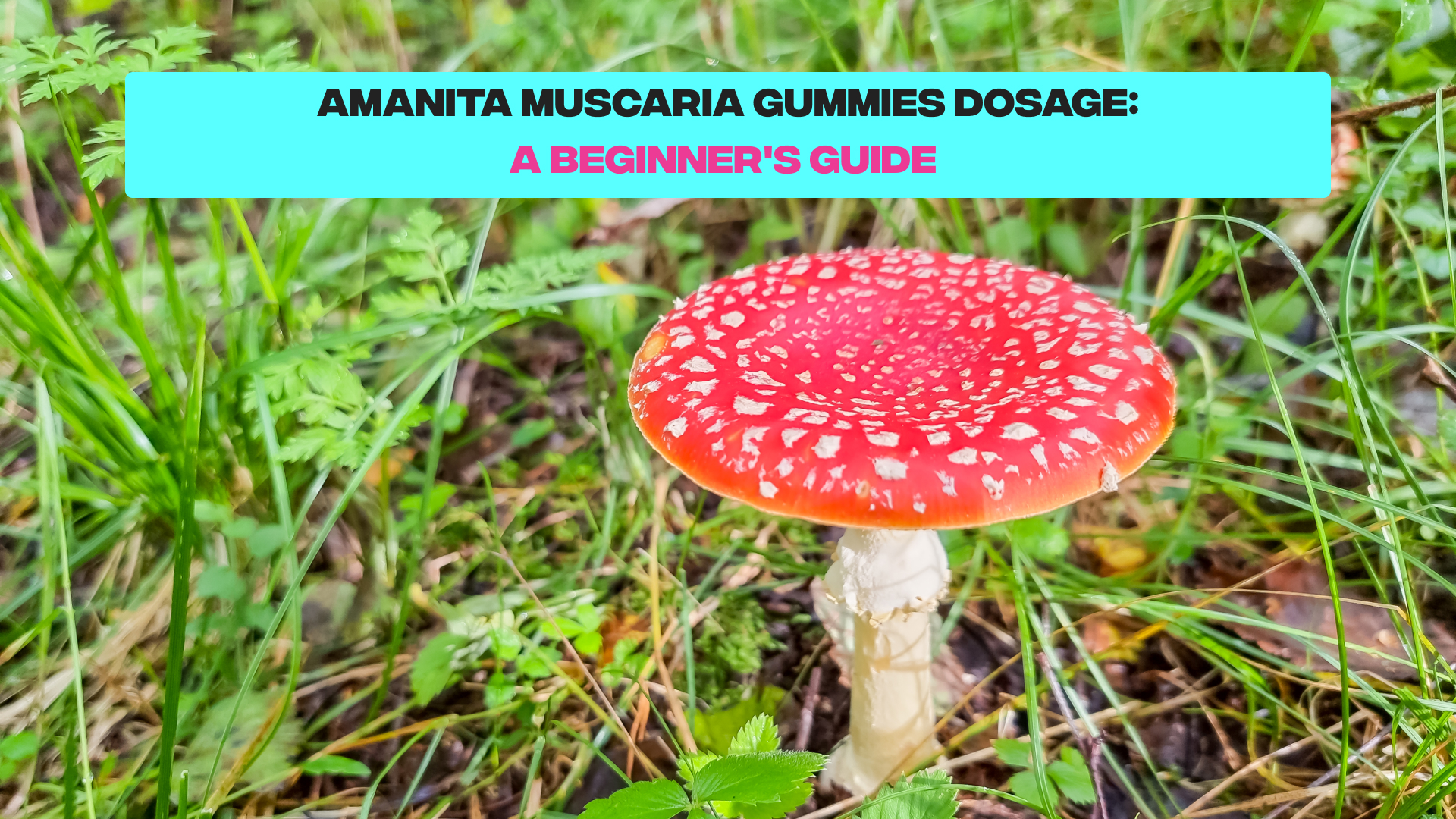 What is Amanita Muscaria