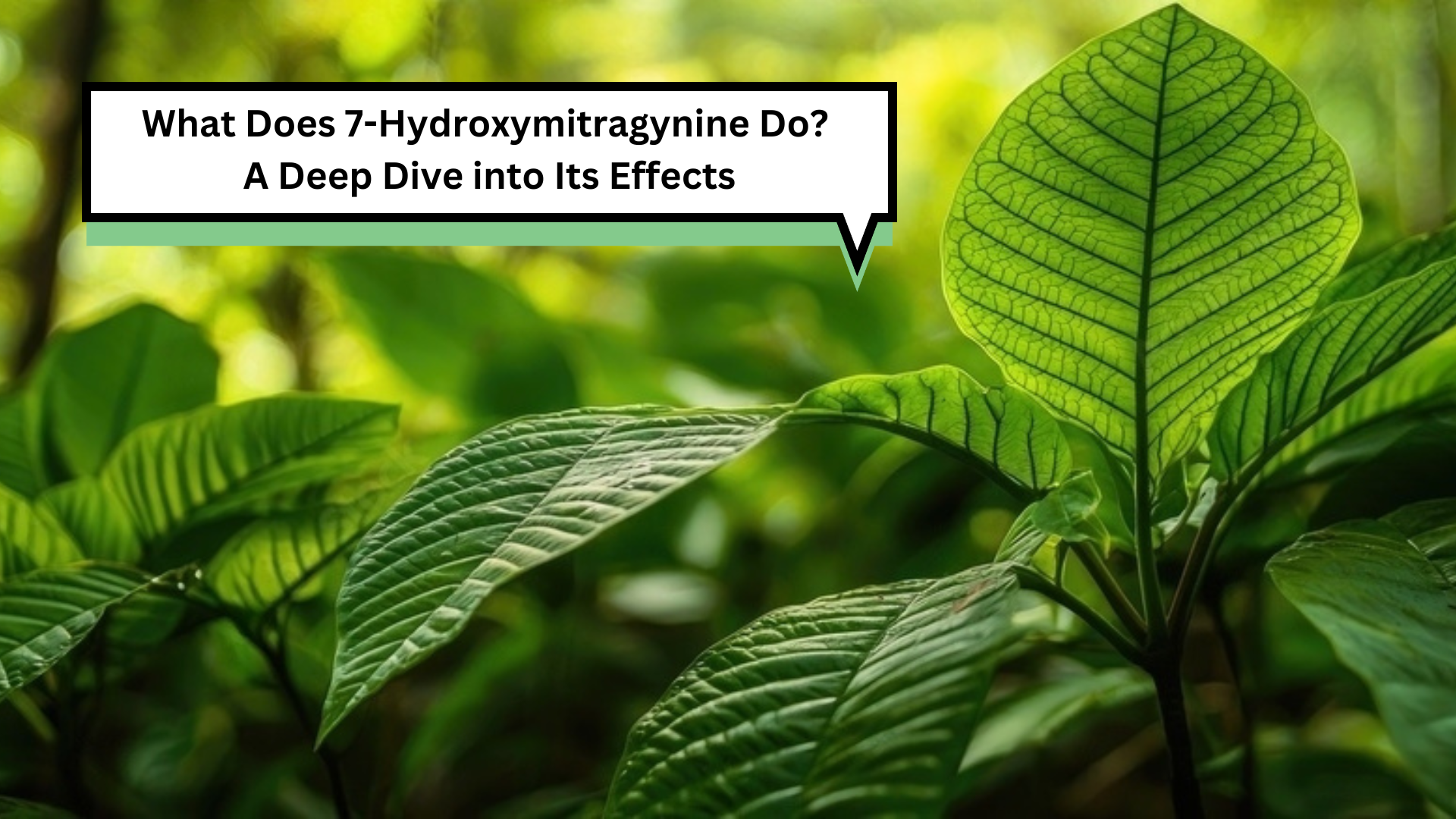What Does 7-Hydroxymitragynine Do? A Deep Dive into Its Effects