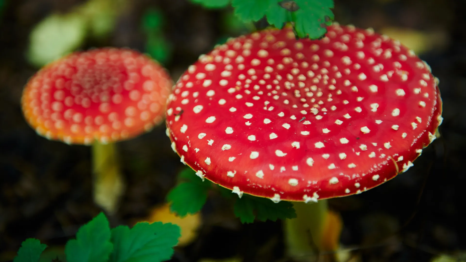History of Amanita Muscaria