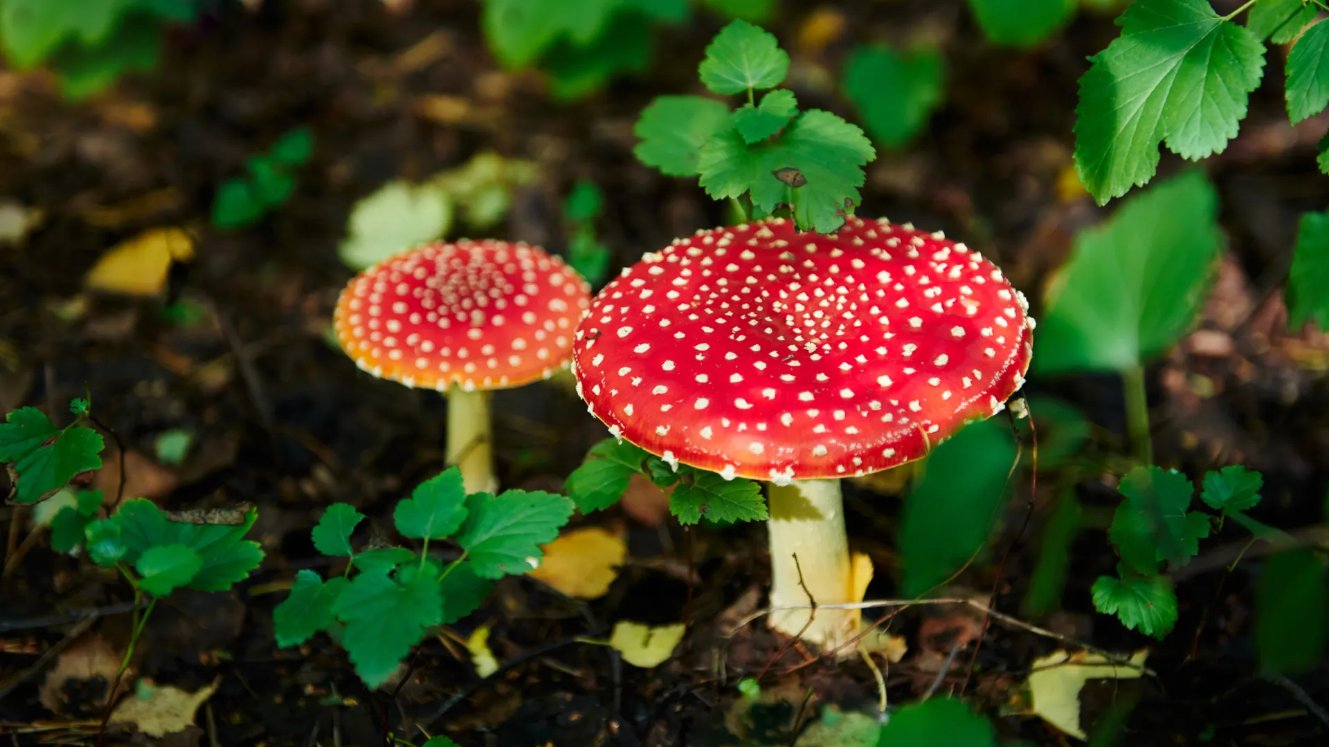 History of Amanita Muscaria